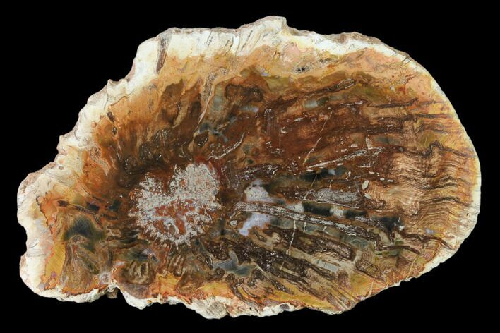 Petrified Horsetail (Calamites?) From Madagascar - Rare! #139597